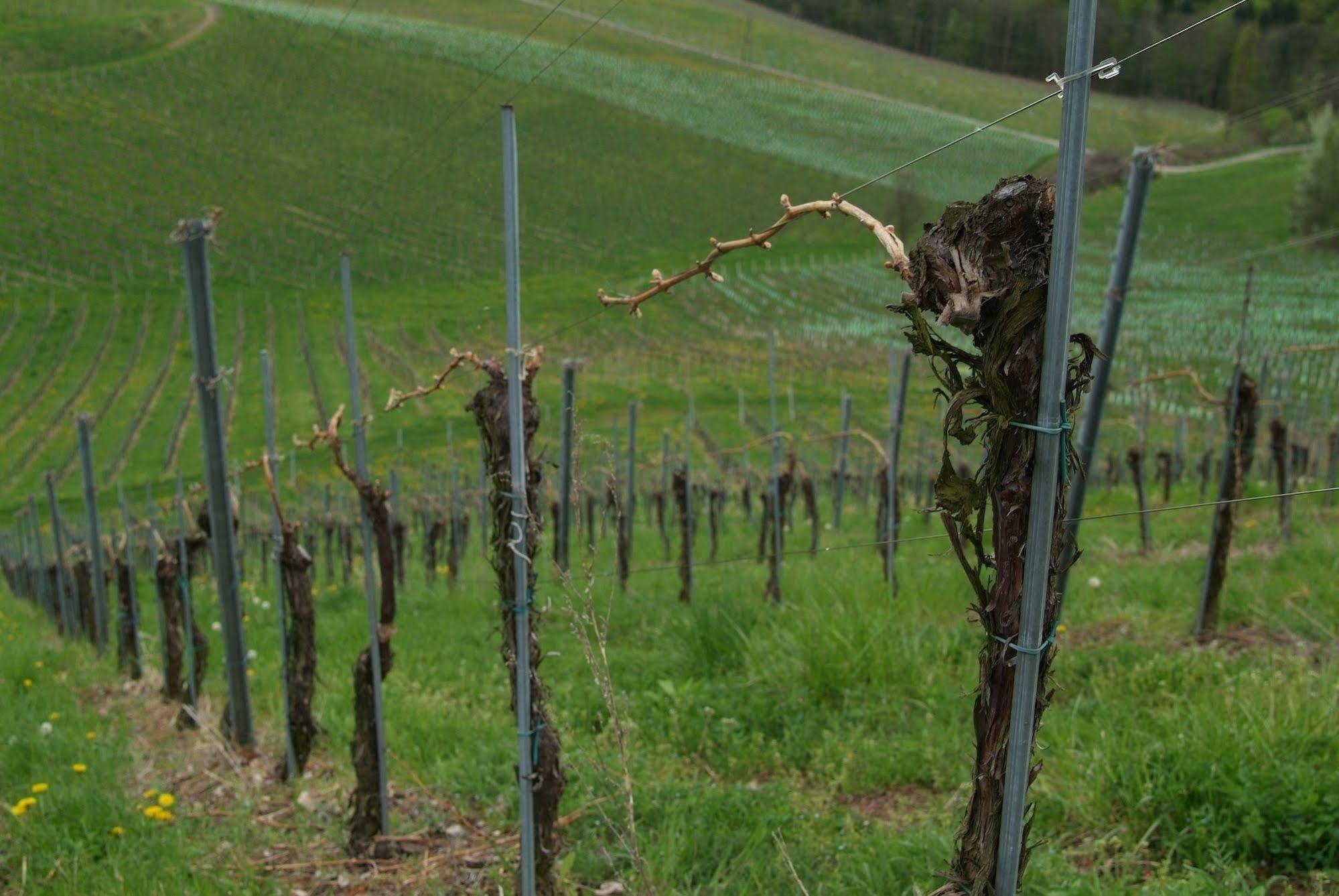 Weingut Primus Suedsteiermark Spielfeld Exterior photo