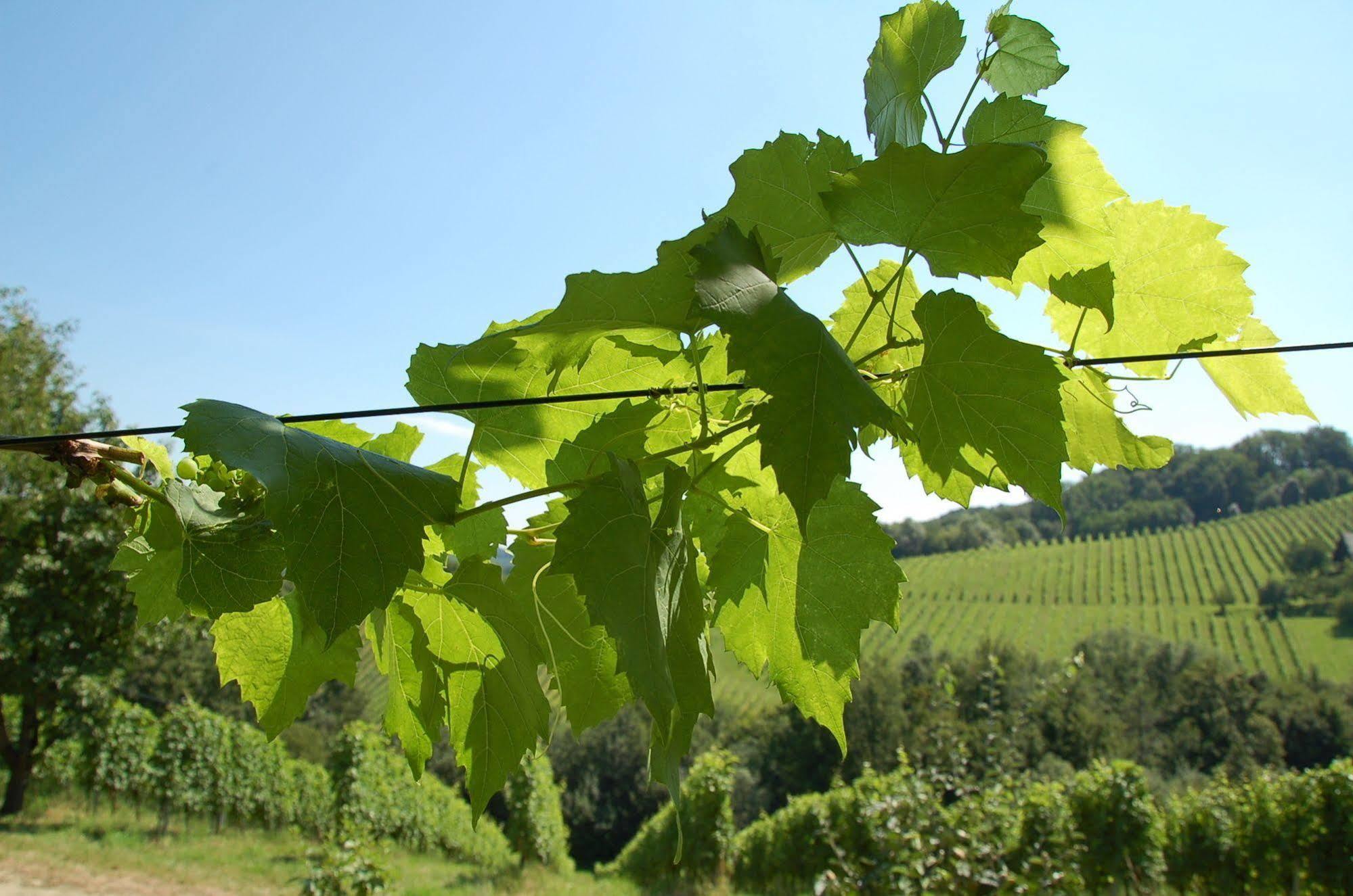 Weingut Primus Suedsteiermark Spielfeld Exterior photo